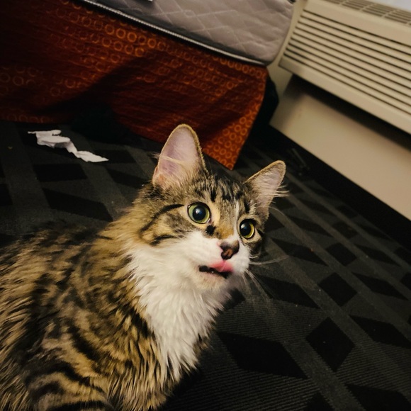 Meet your Posher, Lili - Picture 9 of 16